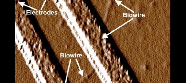 Bacteria fibres offer electronics and medical potential