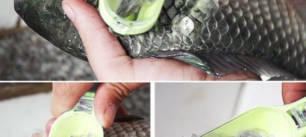 India to use fish scales to harvest energy for electronics