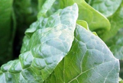 Spinach leaves transformed into bomb-detectors [VIDEO]